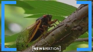 Two massive cicada broods emerging this spring in rare event | NewsNation Now