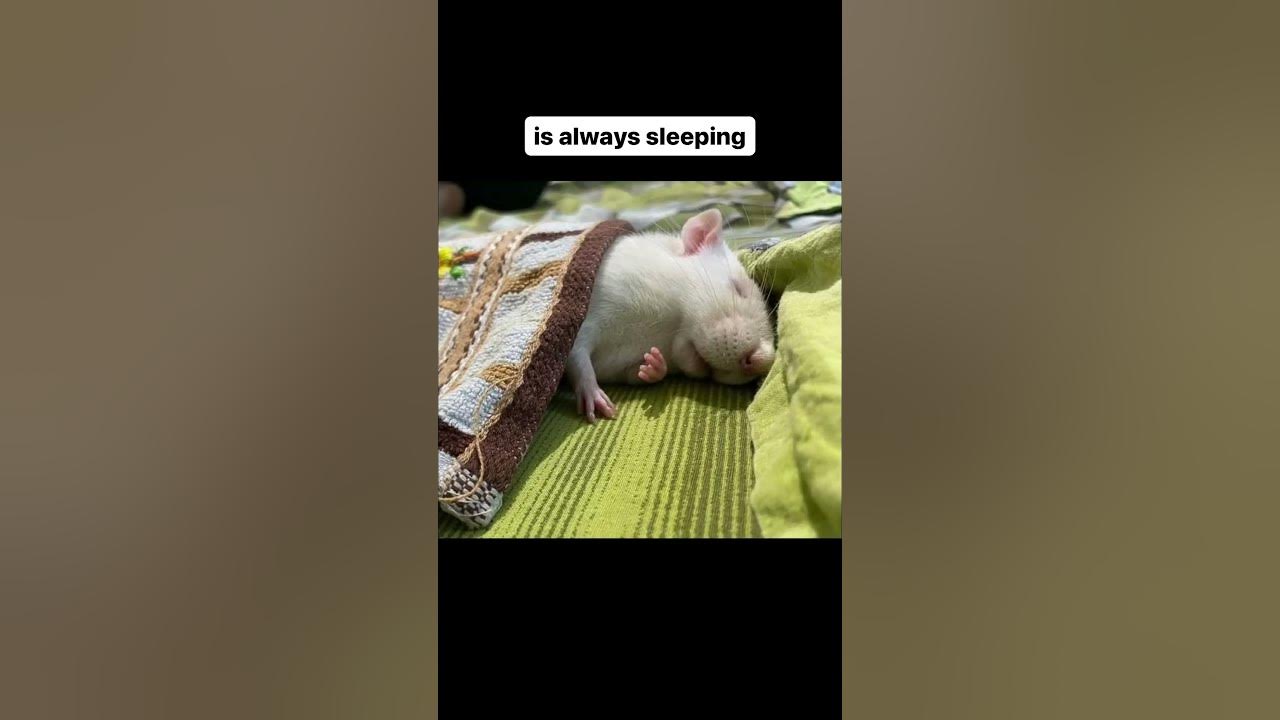 what-kind-of-rat-is-your-bestie-youtube
