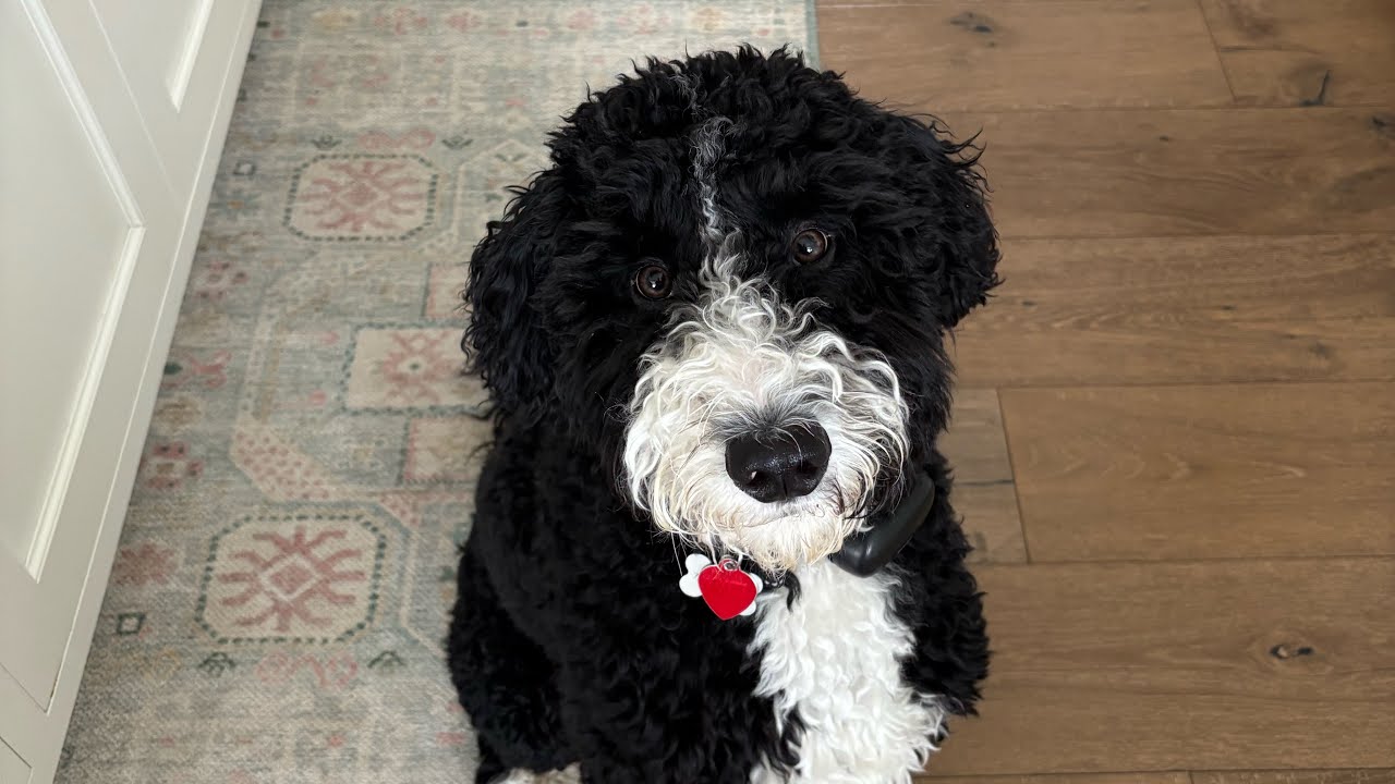 MTG - Magic the Gathering Deck show off highlights