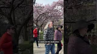 What's the significance of Portland's cherry blossom trees? #oregon #portland #katu2abc #katu