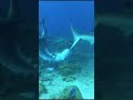 Shark Gets Stuck in Bucket Underwater #shorts
