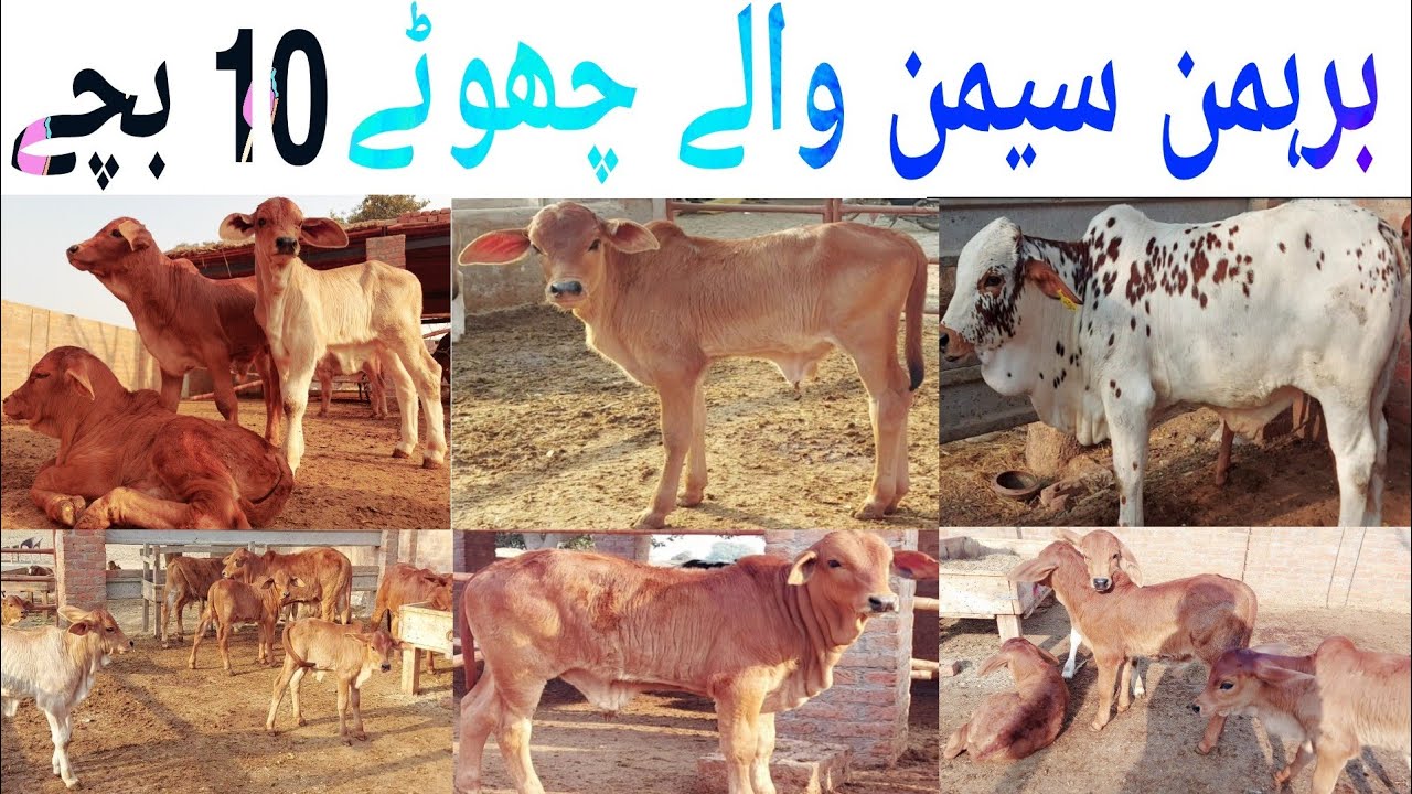 Brahman Calves Farming in Pakistan Brahman Cow ke breeding kesy hoti