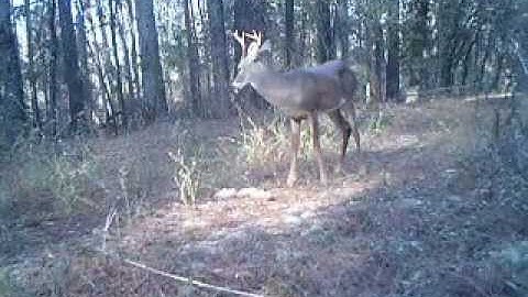 This Buck keeps coming back to Big Game Butter!