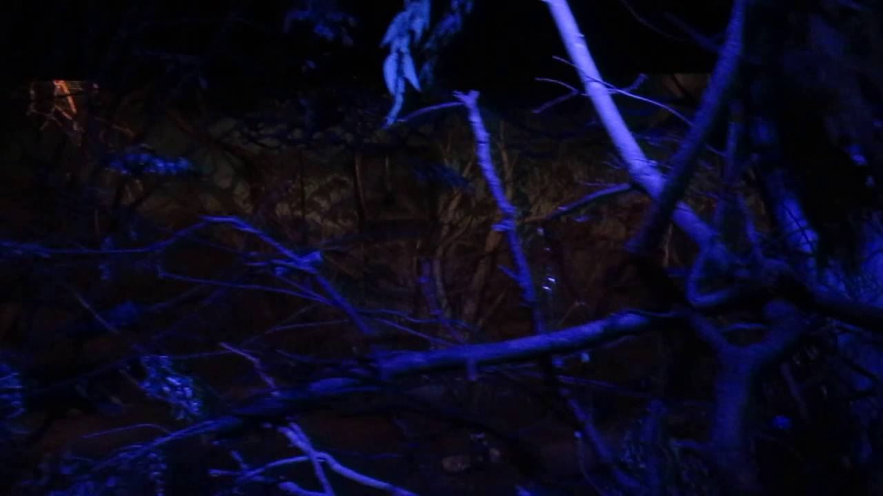 Bat Cave Brookfield Zoo 72716 YouTube