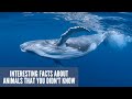 Interesting facts about animals that you didnt know