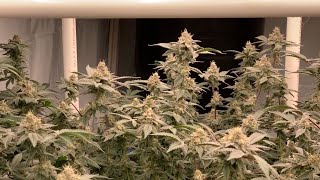 Medical Cannabis Garden Update Video and Revegging Update Reverting Marijuana Plant