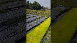Nyiram bibit padi #bibit #bibitpadi #padi #sawah #pertanian #reels