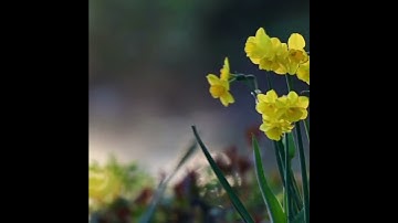 سورة النحل #ماهر_المعيقلي #قران_كريم #قرآن #تلاوة_خاشعة #اكسبلور #لايك #سبحان_الله #اللهم_تقبل #الله