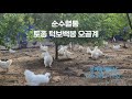 순수혈통 토종 턱보백봉 오골계 &amp; 청계 종계농장, 2025,7,15,
