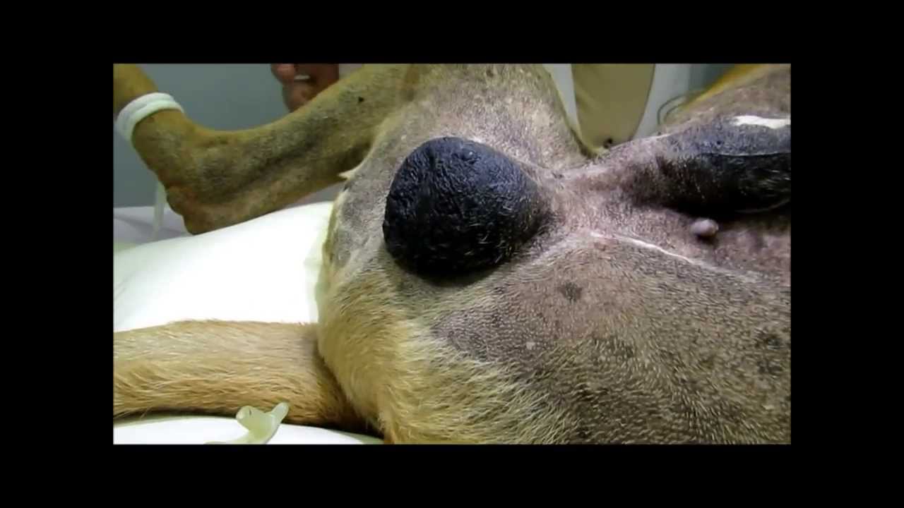 Cancer bucal en perros