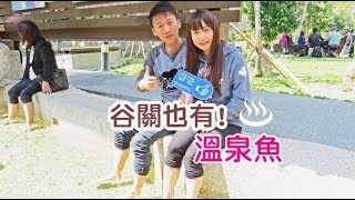 【谷關也有溫泉魚】中橫公路起點~谷野溫泉會館泡湯美食之旅