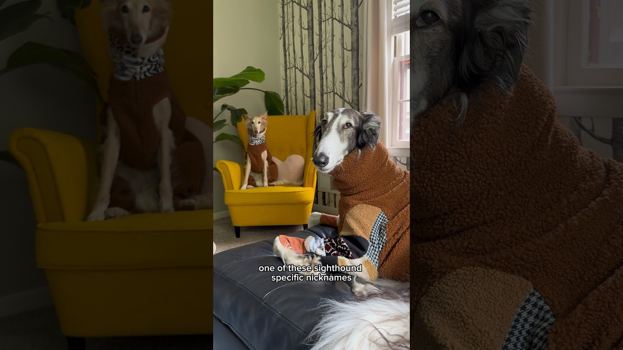 Клички для борзых, которые можно добавить в свой список 