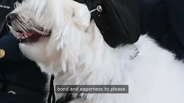 Chesapeake Bay Retriever in Action