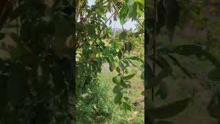 🌾 Mere Gaon Ka Khubsurat Khet ❤️#shorts #inspiration #gaon #kheti #minivlog