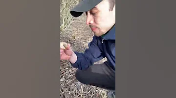 Вчера мы с моим братом нашли огромную ракушку улитки…