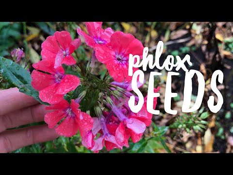 Video: Kako Hraniti Phlox?