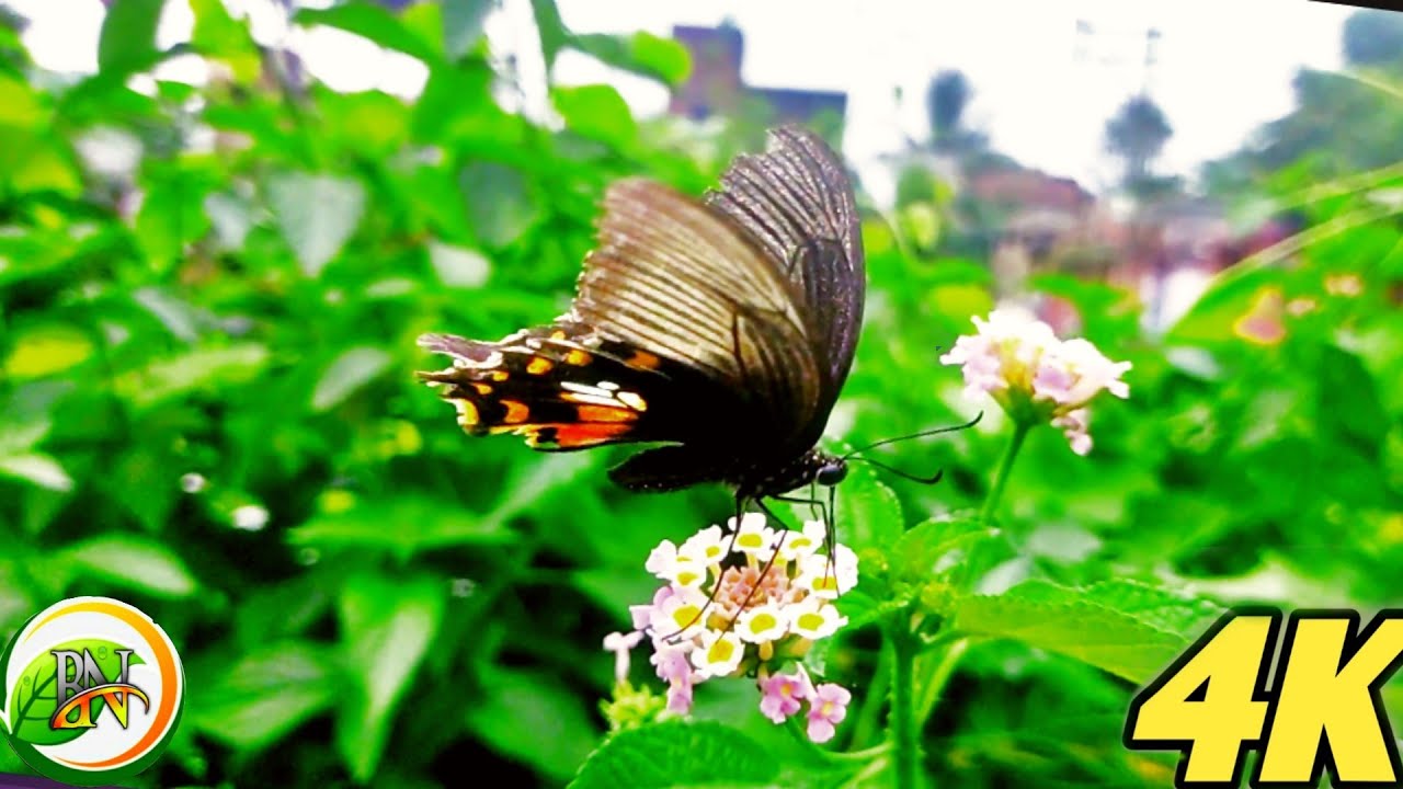 Most Beautiful Butterflies on Planet Earth | Beautiful Butterfly Moments | Butterfly Flying