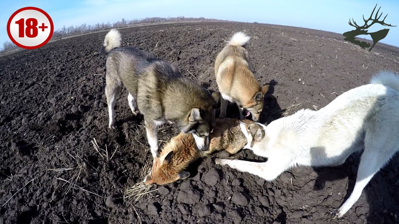 Видео охота лис. Охота лисы и волка на зайца. Лисица охотится на зайца.