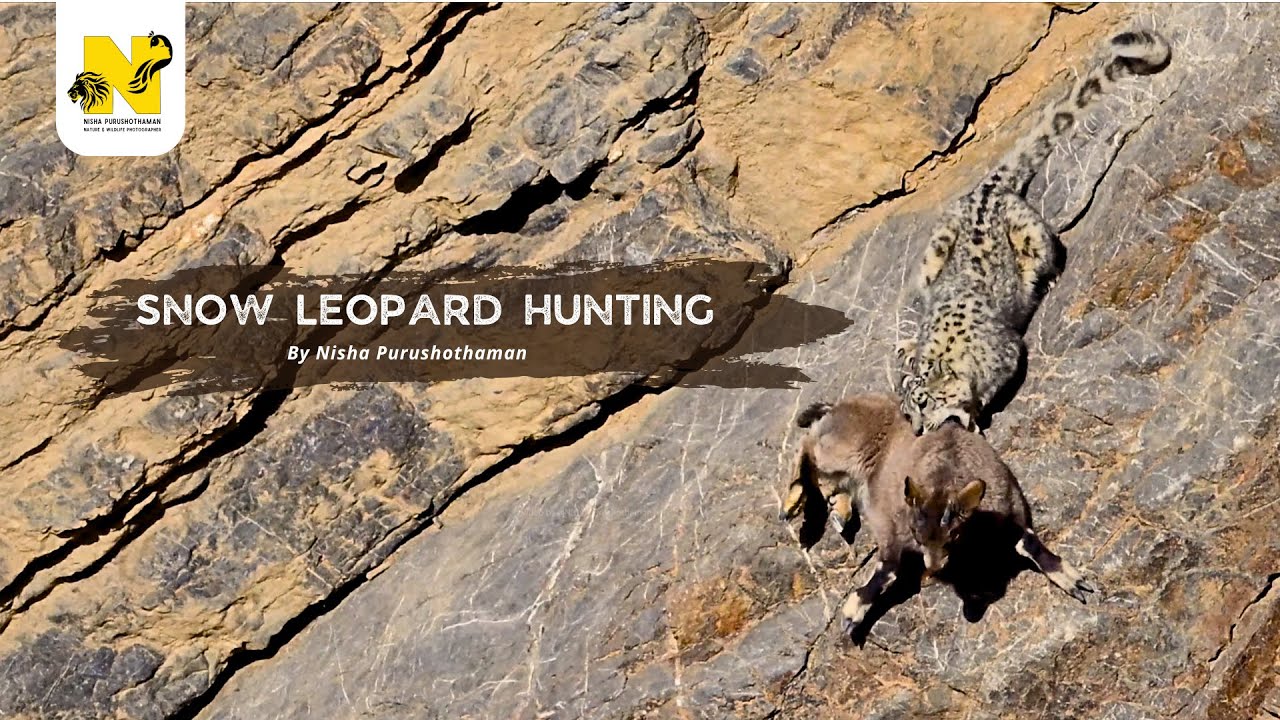 Snow leopard in Action!! 