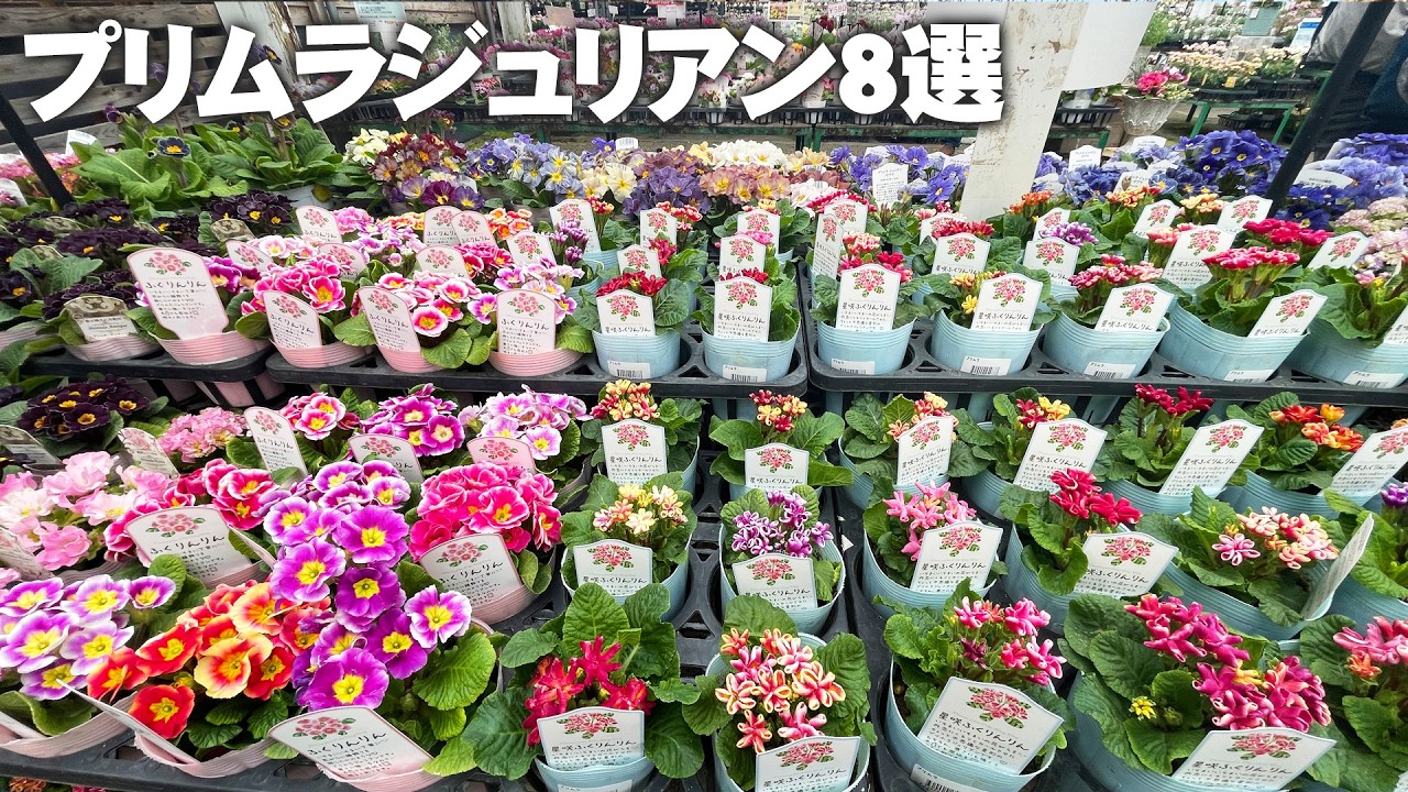 【品種の数がスゴイ！プリムラジュリアン8選】華やかで可愛い品種からニュアンスカラーでアンティーク系なものまで幅広い【園芸】【ガーデニング】