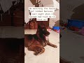 If i say shut up   funnydogs funny gsdlovers doglover dog viral publicreaction trending