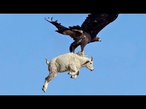 georgia  / საქართველა