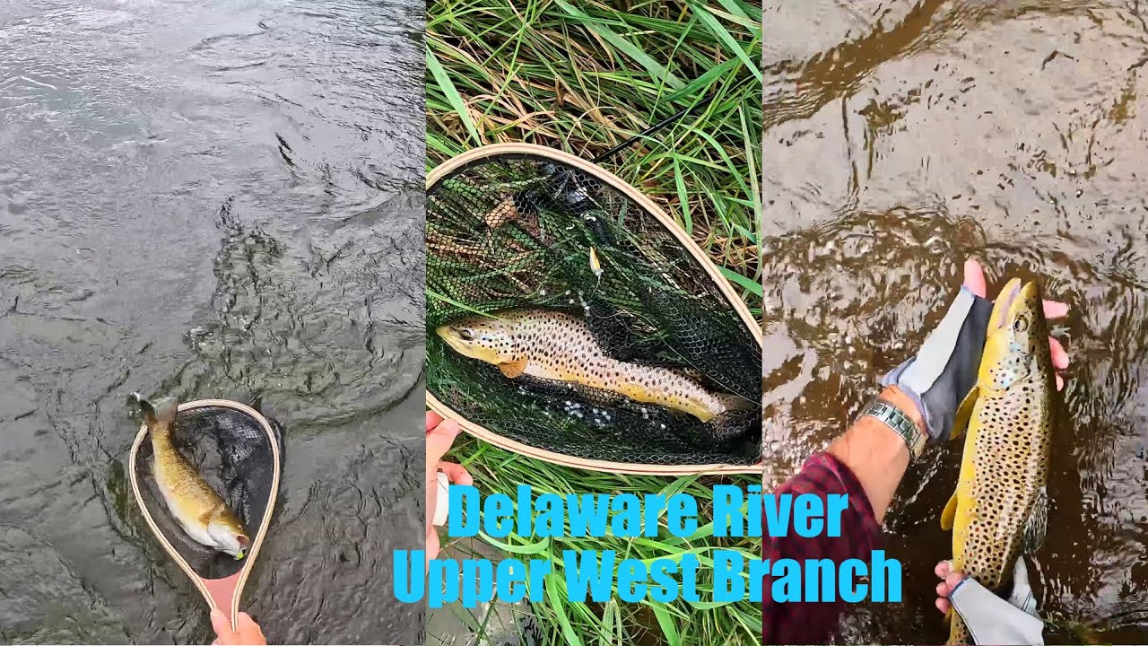 Delaware River - Upper West Branch - Trout Fishing