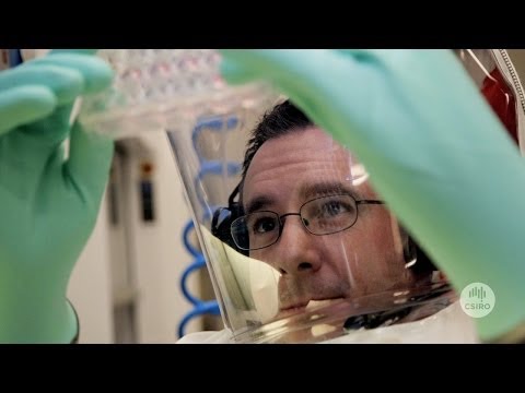 Video: Proteomik Som Informerats Av Transkriptomik Avslöjar Att Hendra-virus Sensibiliserar Fladdermusceller För TRAIL-medierad Apoptos