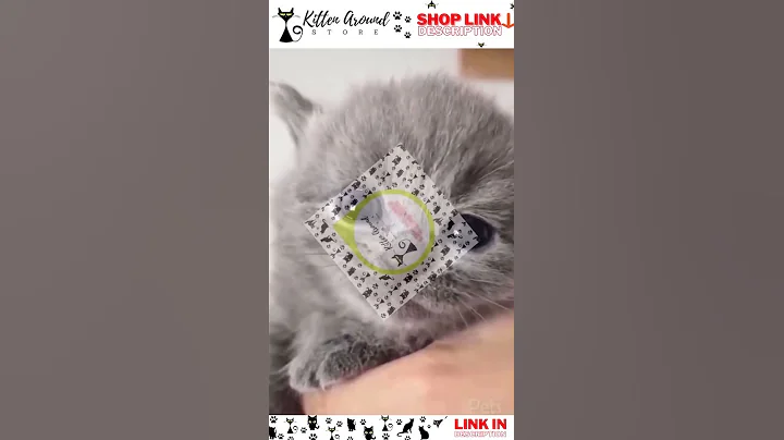 Watch the video about FUNNIEST CATS AND KITTENS! #2 - Cute and Funny Cat and Kitten Video Compilation 😻🤣😻🤣😻 #shorts