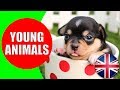 Animals and Their Young Ones - Kids Vocabulary Young Animals - Easy English for Children