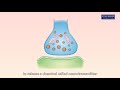 Animation 161 transmission of nerve impulses between neurones