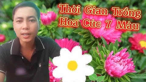 thời gian trồng cúc 7 màu nở hoa đúng tết - huỳnh thủy tinh vlog