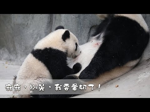 《熊貓早晚安》麻麻，別晃，我要暈奶了！| iPanda