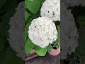 テラコッタの白アジサイ #flowers #ガーデニング #花