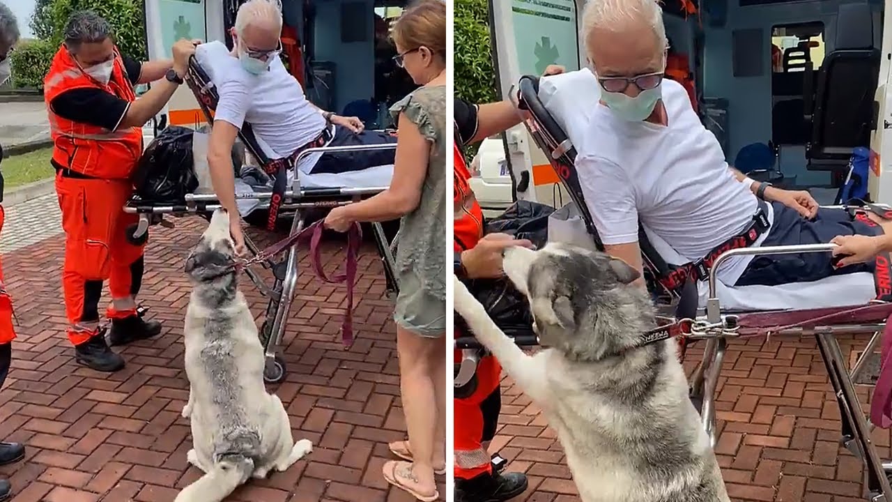 Ecstatic pup reunited with owner after 3 weeks apart - YouTube