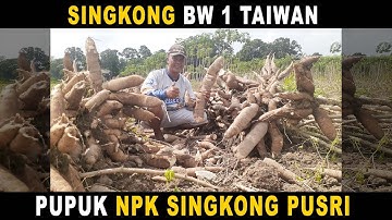 Panen singkong bw1 taiwan usia 9 bulan