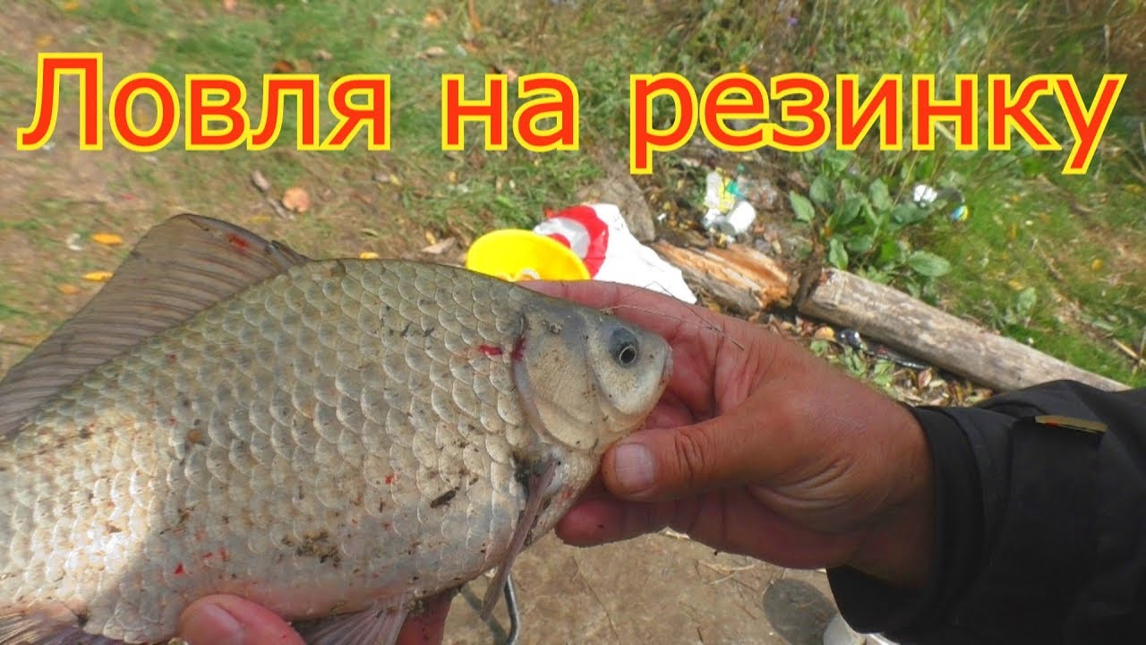 Осенняя рыбалка на резинку и пружины. My fishing