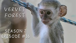 Vera Struggles With Moms, Baby Monkey ASMR, New Orphan Dougie - Vervet Forest - S2Ep16