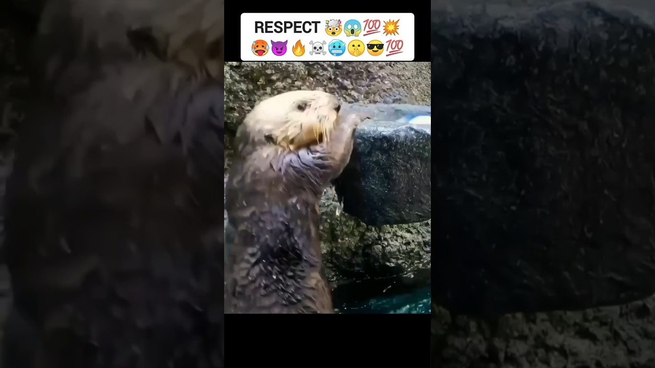 Original Title & Thumbnail