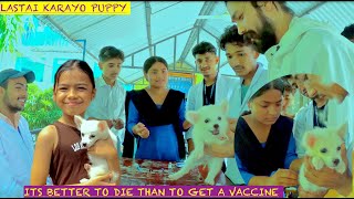 Japanese spitz lai First Vaccine || New member to the family || Dog lover vlog