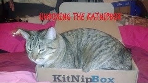 march kitnipbox unboxing