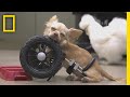 2本足のチワワの日常 | ナショジオ