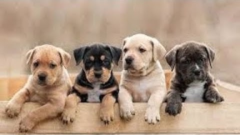 Top 10 precious dog species in the world năm 2024