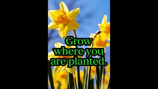 Grow Where You Are Planted: A Message of Hope #grief #time #peace