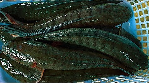 Bắt Được Cả Bầy Cá Lóc Khủng Dưới Bờ Kênh Trúng Lớn | Xinh Cá Miền Tây