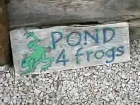 secret-lives-of-four-frogs-unveiling-pond-behavior-in-the-us