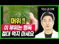 머위 이렇게 절대 먹지마세요 맹독이 됩니다 머위와 함께 먹으면 최고의 음식 건강하게 먹는방법 머위효능 골다공증 멈추고 관절염 사라집니다 뼈 건강에 좋은 음식 당뇨예방음식