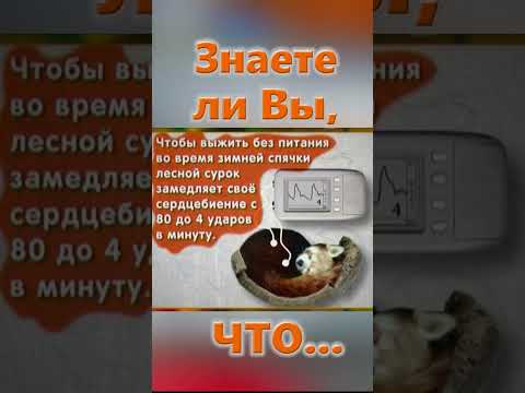 Знаете ли Вы, Что? Лесной сурок, суслик