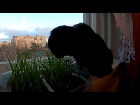 Плюшевый кот Жорик ест специальную траву на подоконнике  😊