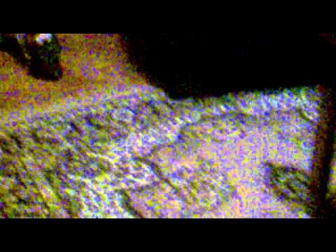 ray - 1.5 თვის პოინტერი www.inadire.ge